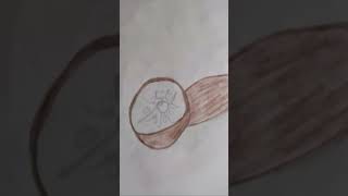 Kiwifruit drawing subscribe [upl. by Healey]