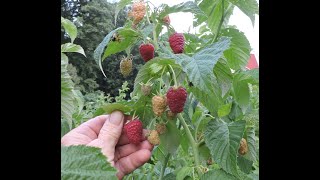 JOAN J EVERBEARING RED RASPBERRY MAINTENANCE [upl. by Jemima]