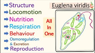 Euglena viridis Free living protozoa Complete study [upl. by Penland]