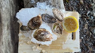 Perkins Cliff Point Oysters with Lemon oysters shorts recipe lemon outdoors [upl. by Cassady982]