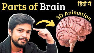 Parts of brain 3D in Hindi  Anatomy and physiology [upl. by Kariotta103]