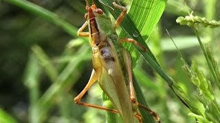 Common Meadow Katydid singing stridulating  includes slow motion [upl. by Oiratnom988]