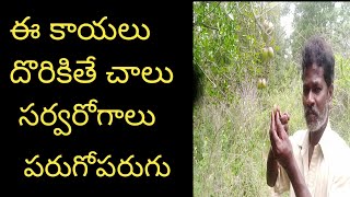 ఈ కాయలు అస్సలు వదలకండి  KalimKayaluTeluguAyurVedam Beauty HealthTips [upl. by Aynor334]