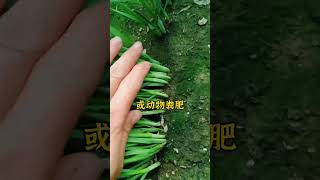 韭菜种植，十大禁忌。韭菜种植 种韭菜 韭菜种植方法 怎么种植韭菜 韭菜 [upl. by Khano]