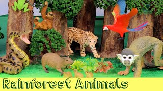 Meet the Amazon Jungle Animals  DIY Diorama [upl. by Giddings]