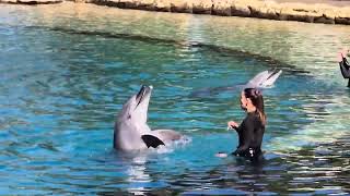 amazing Dolphin Show Sea World resort [upl. by Aiken]