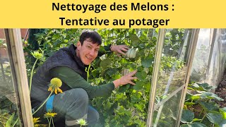 Nettoyage des Melons  Tentative au potager [upl. by Stevy996]