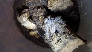 Poecilotheria regalis arboreal tarantula sling hunting 1080p 60FPS [upl. by Siriso970]