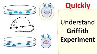 Griffiths experiment [upl. by Rhys]