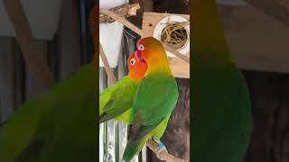 Smart lovebird Parrot  Lovely little parrots 🦜🥰 lovebird lovebirdlife parrot [upl. by Streeter]