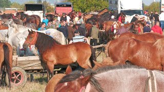 Târg expozițional de cai Sighetu Marmației 2 Septembrie 2024 [upl. by Ilecara5]