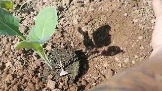 Plantation des choux romanesco et cèleri rave le 07 Mai 2022 [upl. by Glogau]