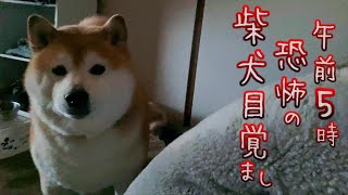 土曜日なのにぃい！勝手に朝５時に発動する柴犬目覚ましに絶望したww [upl. by Gies]