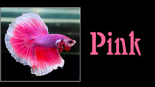 All 12 Colors of Betta Fish are Shown in This Video  Select Your Most Favourite Colour [upl. by Roberto]