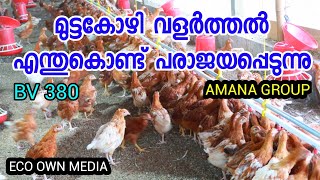 BV380 മുട്ട കോഴി വളർത്തൽ എന്തുകൊണ്ട് പരാജയപ്പെടുന്നുECO OWN MEDIA Amana group kottakal malappuram [upl. by Dnumyar]