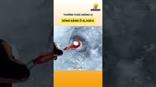 Thưởng thức hương vị sông băng ở Alaska [upl. by Samford]