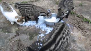 African Civet Cats Feeding Frenzy [upl. by Prospero]