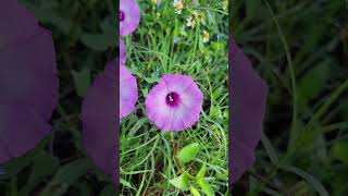 Bees working Saltmarsh Morning Glory Ipomoea sagittata [upl. by Niwrad376]