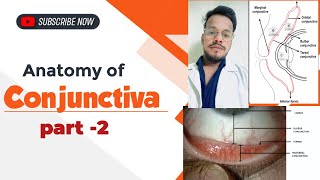 Conjunctiva क्या है  ANATOMY OF CONJUNCTIVA made easy  types amp parts of conjunctiva [upl. by Dougald]