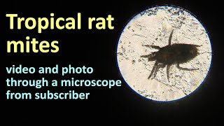 Tropical rat mites Ornithonyssus bacoti in the photo and video from our viewer [upl. by Nitsuj]