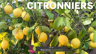 CITRONNIER  TOUT SAVOIR POUR CULTIVER CE BEL AGRUME AVEC SUCCÈS ET LES CONSEILS DE PATRICK amp ROLAND [upl. by Llevel]