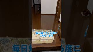 毎日帰ってくる度にこうなります 猫 ねこ cat 猫のいる暮らし ねこのいる生活 保護猫 [upl. by Chesney]