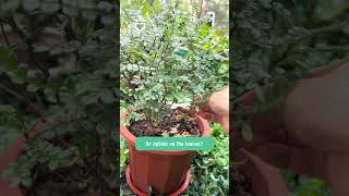 Remove insects from your flowering plants link product in Bio 🍀garden greenrose namrose [upl. by Reinold]