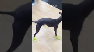 Italian Greyhounds New Shoes puppies [upl. by Neeliak954]