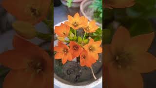 Chinchi Rinchi Ornithogalum Dubium 🏵️ shorts [upl. by Cornie]