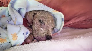 The mangy puppy kept calling for his mother he was abandoned in a ditch [upl. by Luba]