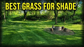 Best Grass For Lawns With SHADE [upl. by Halet874]