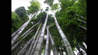 Les Brown Chinese Bamboo Tree Story [upl. by Newbill]