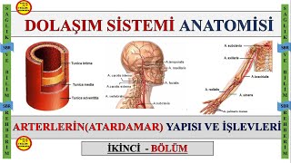 2Dolaşım Sistemi Anatomisi  Arterlerin Atardamar Konuanlatımı  Truncus Pulmonalis Aorta Aort [upl. by Jaddo590]