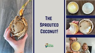 Sprouted Coconut How to Open a Sprouted Coconut amp First Taste Reactions [upl. by Reitman]