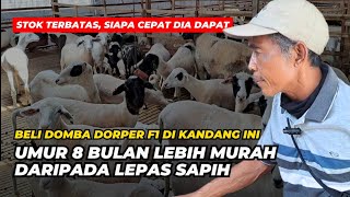 Review Harga Domba Dorper F1 dewasa lebih murah dibandingkan yang lepas sapih  AGROTV9 [upl. by Odranoel]