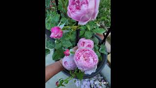 My 17 David Austin Rose Collection in 2021  Southern California zone 10a [upl. by Annerb]