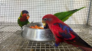 Baby Lories Weaning  Ornate amp Red Moluccan  Breeding Results  Gift Of Flight [upl. by Anyaj541]