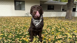 THINGS MY LABRADOR IS THANKFUL FOR HAPPY THANKSGIVING [upl. by Acinat]