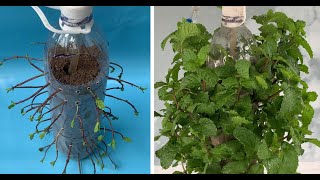 Plant Mint with plastic bottles [upl. by Symons]