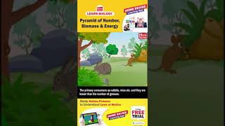 Pyramid of number  Biomass and Energy  Learn Biology with Home Revise [upl. by Ongineb]