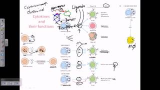 Cytokines and cytokine receptors [upl. by Zechariah457]