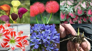 Best 13 Summer Flowering Bulbs To Grow In June Month Summer Season Bulbs GardenVilla [upl. by Celestyna800]