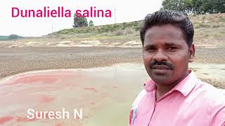 Dunaliella salinaSalt tolerancepinkish red lakesalt lakescarotenoidsVitamin AampB12Suresh N [upl. by Vogeley375]