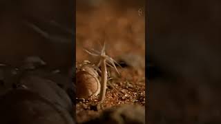 Araña Termitera del Desierto cazando Termitas [upl. by Nolyad]