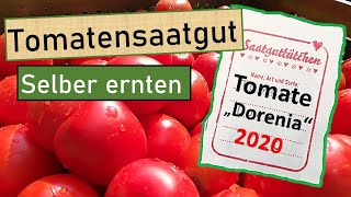 Eigenes Tomatensaatgut ernten🍅 Mit Backhefe  kurz und knapp gezeigt wie´s klappt  Saatenvielfalt💚 [upl. by Lucas]