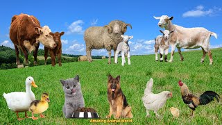 Familiar Farm Sounds Cow Goat Dog Cat Chicken Duck Sheep Pig  Animal Sounds [upl. by Madda]