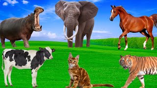 Habits of Herbivores Predators  Elephants Tigers Cows Hippos Horses Cats  Animal Exploration [upl. by Corwun588]