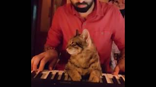 quotI am the pianist cat even I clean myself my paw is always on the pianoquot 🐈😊 [upl. by Angelo]