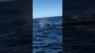 Puffing Whales whales whalewatchingtour whalewatch puffingwhales [upl. by Nnylarac573]