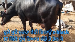 Murrah buffalo sale 17kg milk ready dairyfarm [upl. by Mano]